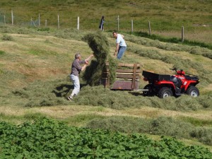 Der høstes på Færøerne